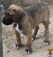 great dane puppy posted by Janice Brewington